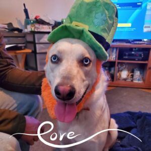 Daily Dog