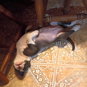 Daily Dog