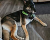 Daily Dog