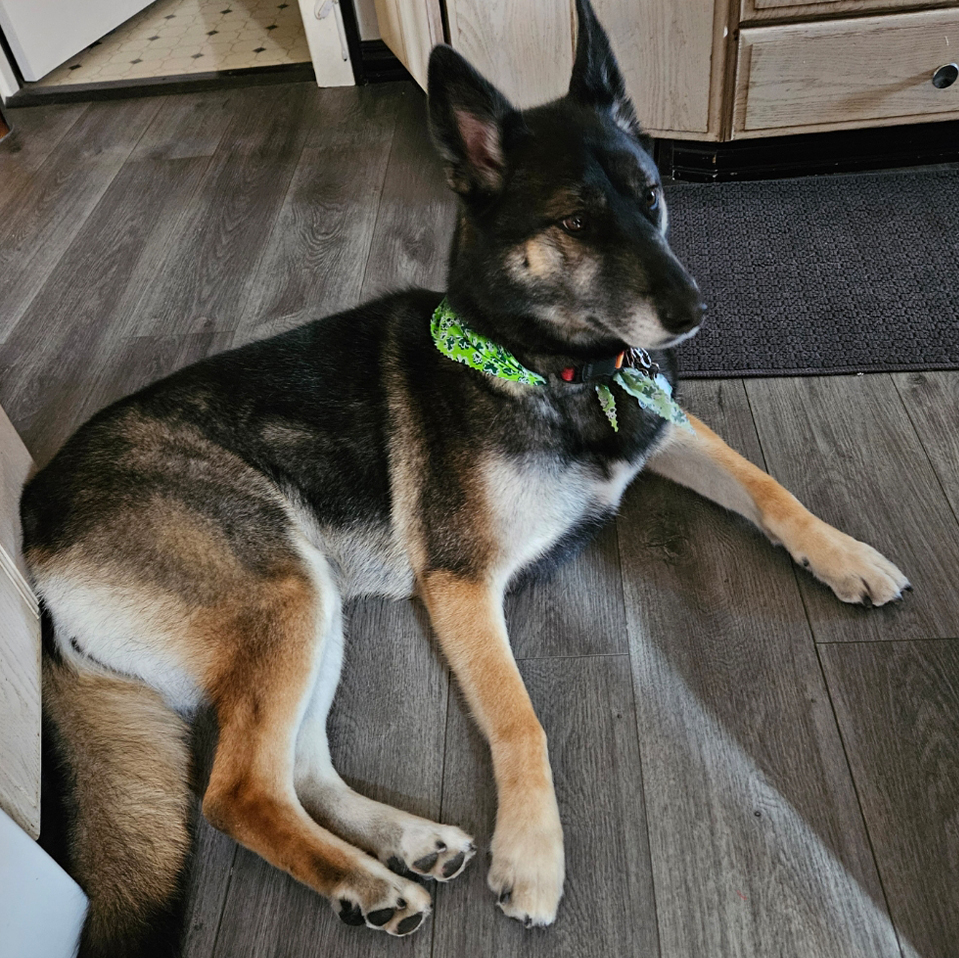 Daily Dog