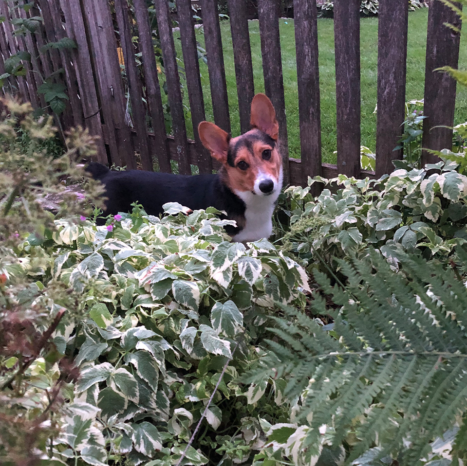 Daily Dog