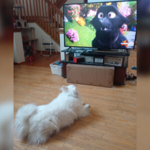 Daily Dog