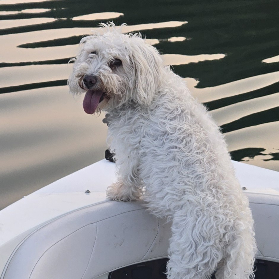 Daily Dog