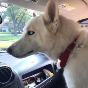 Daily Dog