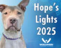 Wisconsin Humane Society  Hope Lights