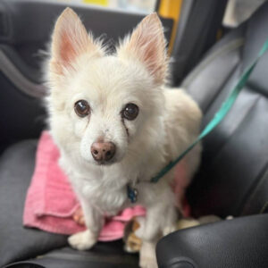 Small white dog with pointy ears sitting in a car seat on a pink towel, looking at the camera.