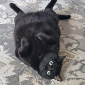 Black cat lying on its back on a patterned rug, looking at the camera with green eyes.