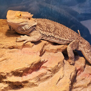 Bearded dragon resting on brown rocks inside a terrarium, showing rough textured scales and spiny beard area.