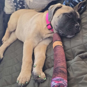 Tan puppy wearing a pink collar asleep on a quilt, with a purple-and-red toy resting near its mouth.