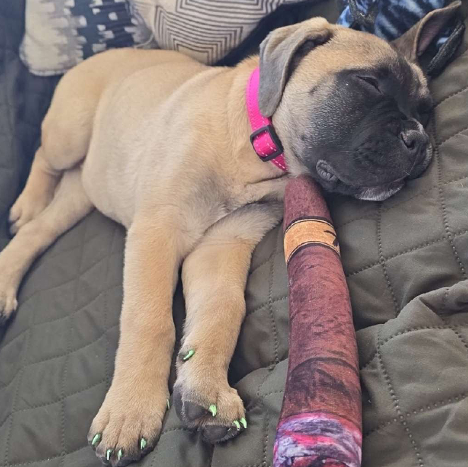 Tan puppy wearing a pink collar asleep on a quilt, with a purple-and-red toy resting near its mouth.
