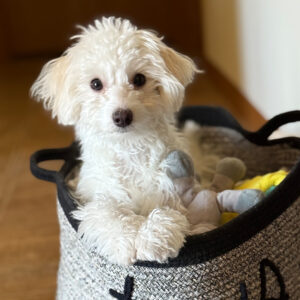 White fluffy puppy perched in a woven basket with blankets, looking at the camera.