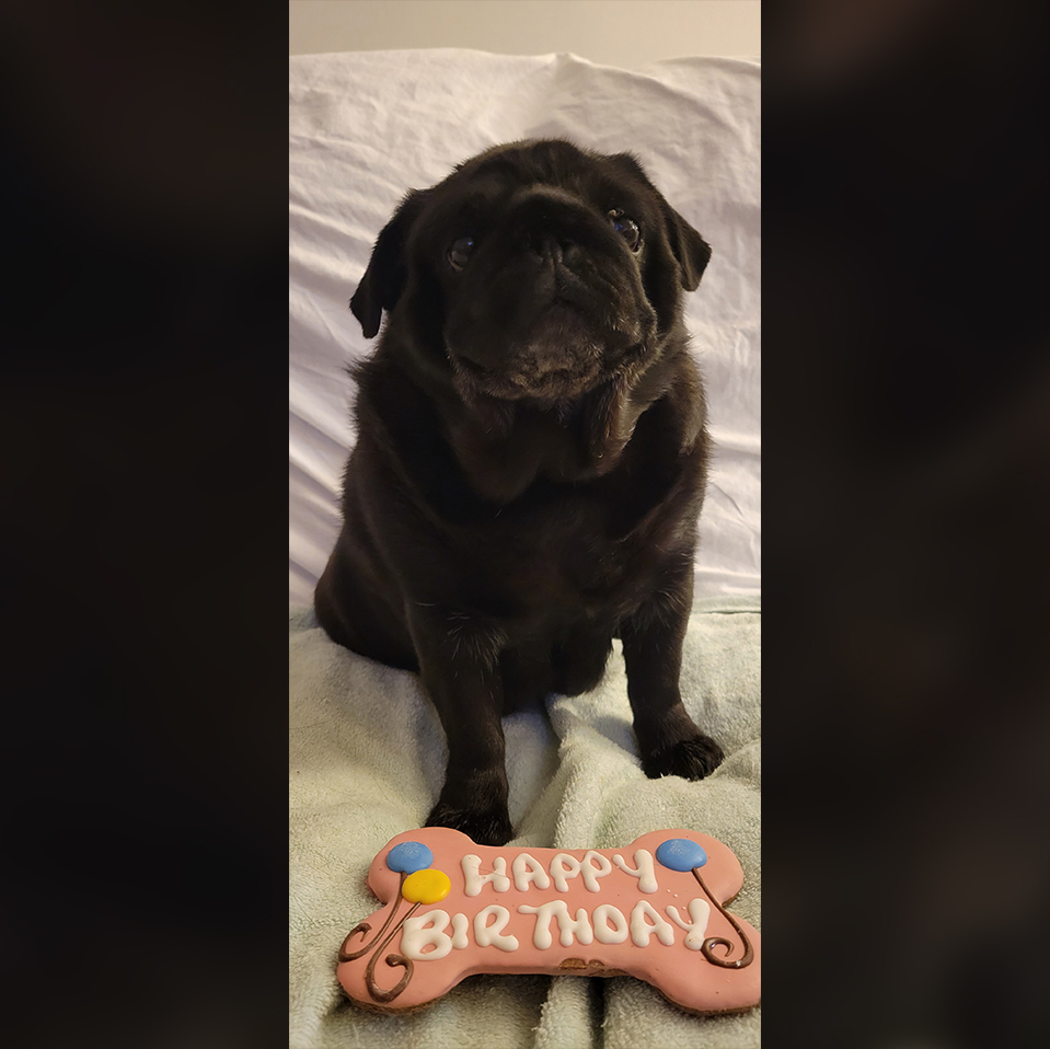 Young black pug puppy sitting on a blanket with a pink bone-shaped birthday cake in front reading 'Happy Birthday'.