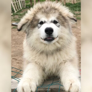 Fluffy light-colored puppy with a dark nose leaning on a wire fence outdoors, looking at the camera with a friendly expression.