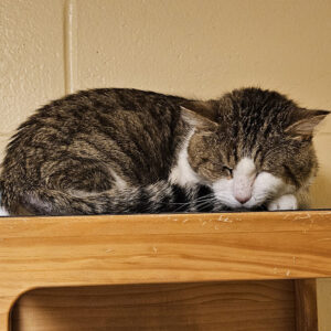 A tabby cat with white face and paws naps curled up on a wooden shelf against a tan wall.