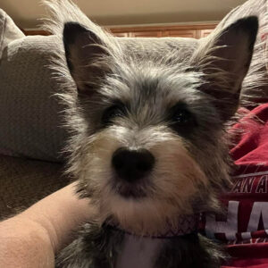 Close-up of a gray-and-white Schnauzer puppy with ears up, being petted indoors, wearing a pink collar.