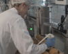Person in a white lab coat, hairnet, and blue gloves piping cream onto pastries on a stainless production line.