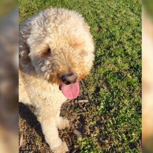 Fluffy cream-colored dog panting with its pink tongue out on a grassy yard in sunlight.
