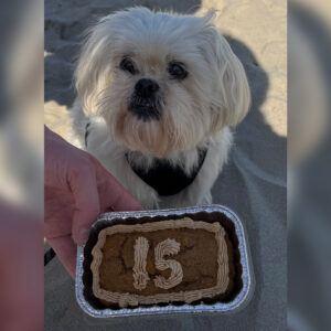 White fluffy dog wearing a black bandana sits on sand beside a foil tray cake with the number 15 iced on top.