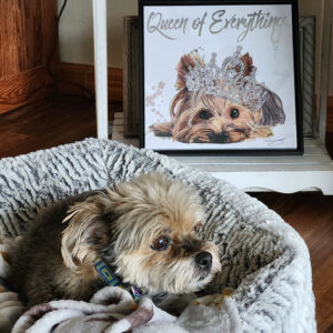 Small fluffy dog resting in a plush gray bed beside a framed illustration of a dog wearing a crown with the words 'Queen of Everything'.