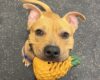 Dog holding a yellow pineapple toy in mouth, looking up affectionately at the camera with a purple collar on a speckled floor.