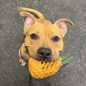 Dog holding a yellow pineapple toy in mouth, looking up affectionately at the camera with a purple collar on a speckled floor.