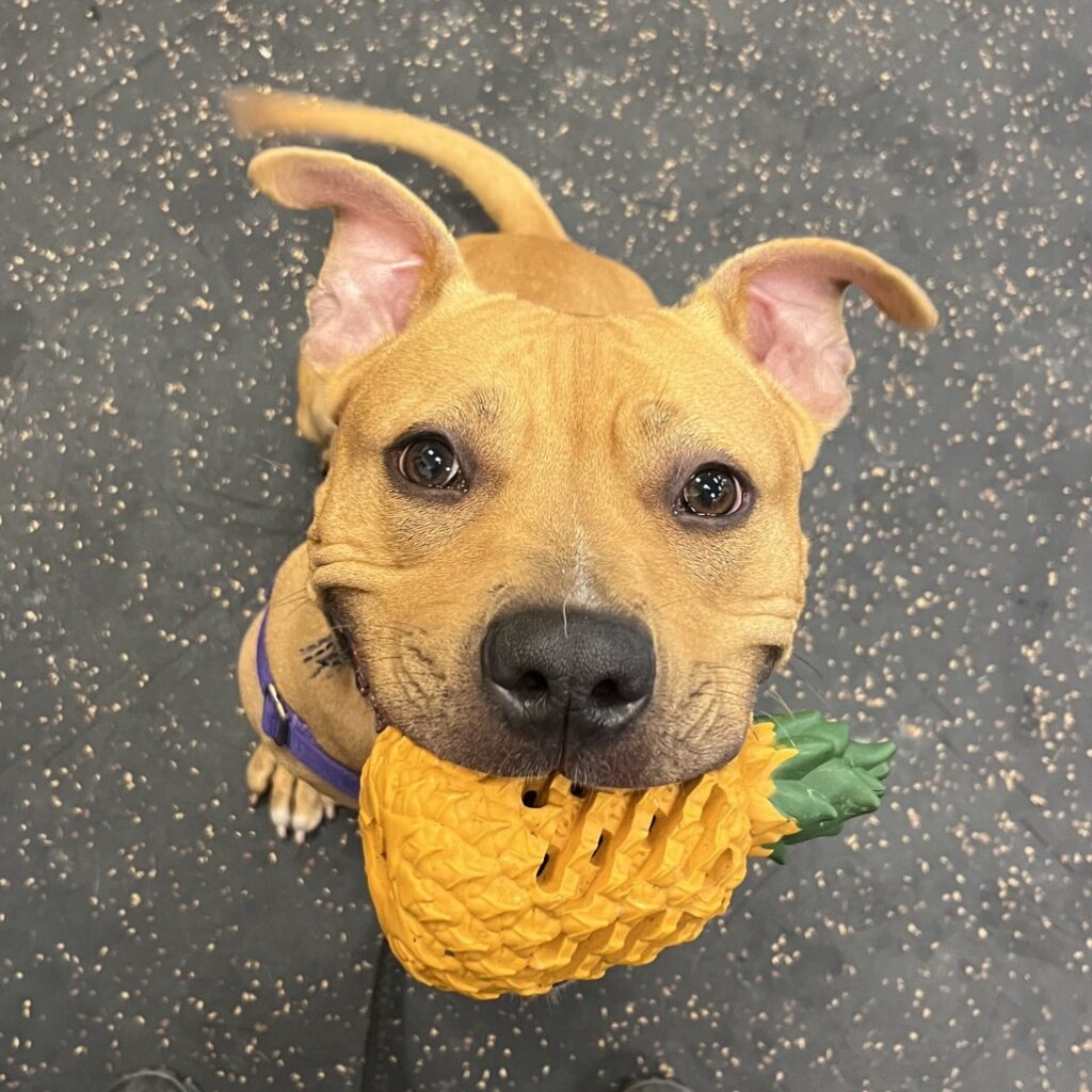 Dog holding a yellow pineapple toy in mouth, looking up affectionately at the camera with a purple collar on a speckled floor.