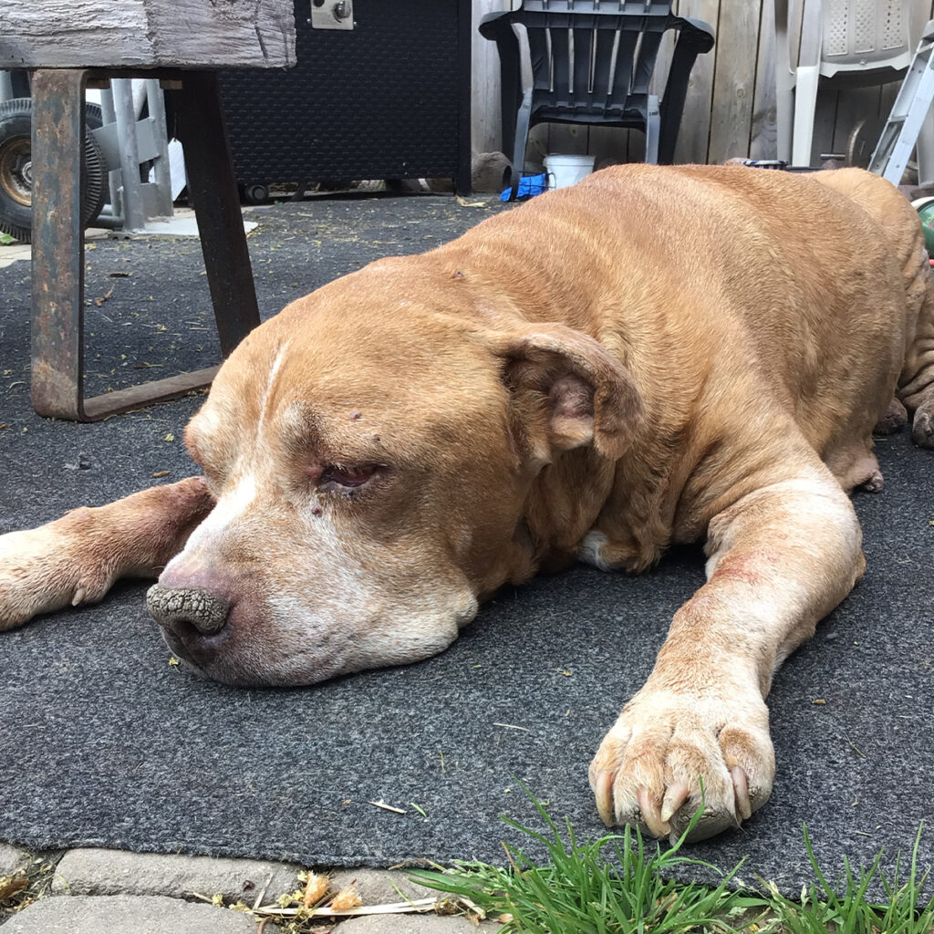 Large brown dog resting on a dark outdoor mat, head down and eyes closed, near patio furniture.