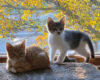 Two kittens on a sunlit windowsill with a tree full of yellow autumn leaves outside the window.