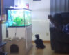 A fish tank glowing blue on a white stand in a living room, with a cat on the couch to the right and a black-and-white kitten on the floor nearby.