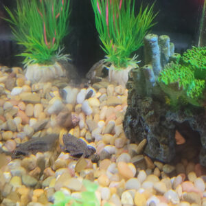 Aquarium bottom with tan pebbles, tall green plants, and a dark elongated fish near a rock cave on the right.