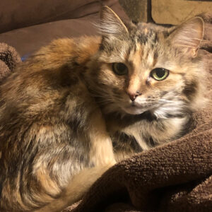 Calico cat with green eyes lounging on a soft brown blanket, facing the camera.