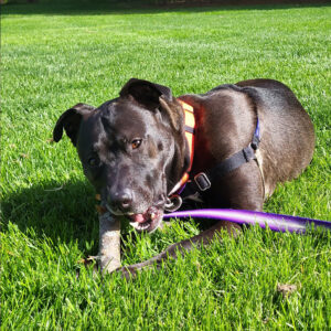Black dog with an orange harness chewing a stick on a sunny green lawn, purple leash nearby.