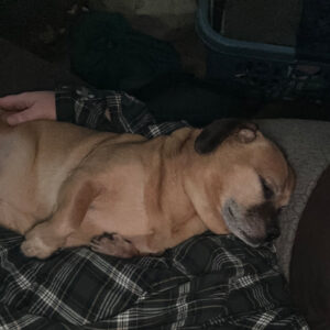 Small brown dog sleeping on a dark plaid blanket, eyes closed and curled up on its side indoors.