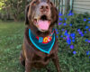 Happy chocolate Labrador wearing a blue bandana sits in a garden with blue flowers behind him.
