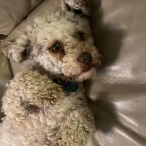 Fluffy white dog with brown eyes lying on a beige leather couch, looking at the camera.