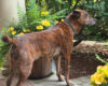 Brindle dog wearing a black collar stands on a porch beside a potted plant and yellow flowers in bloom.