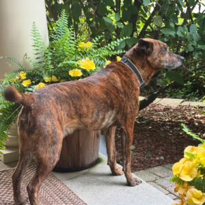 Brindle dog wearing a black collar stands on a porch beside a potted plant and yellow flowers in bloom.