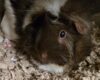 Brown and white guinea pig resting on shredded bedding, facing the camera.