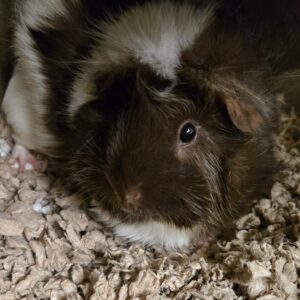 Brown and white guinea pig resting on shredded bedding, facing the camera.
