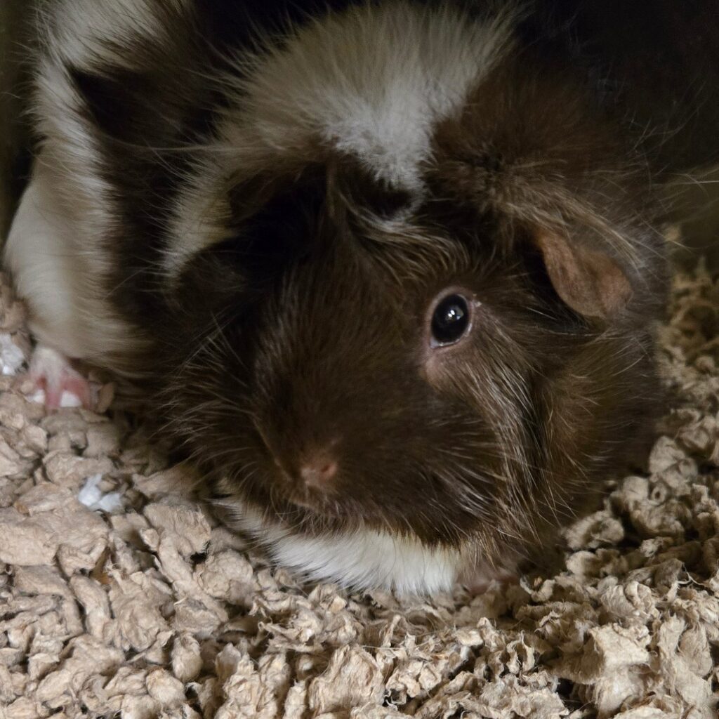 Brown and white guinea pig resting on shredded bedding, facing the camera.