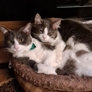 Two cats snuggled together in a brown pet bed, one wearing a green collar, resting on a soft blanket indoors.