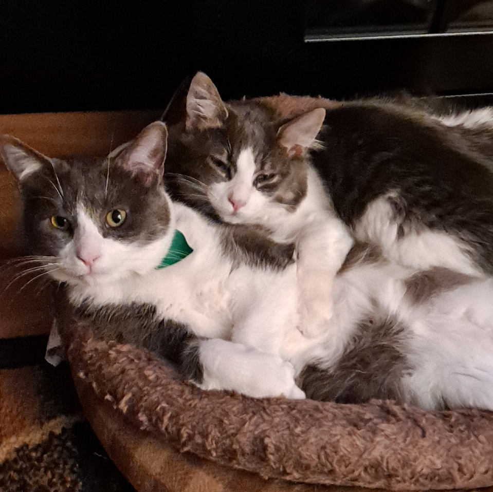 Two cats snuggled together in a brown pet bed, one wearing a green collar, resting on a soft blanket indoors.