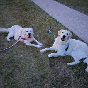 Two golden retrievers lie on a grassy lawn near a sidewalk, one with a pink leash and the other wearing a gray harness, both looking at the camera and smiling.