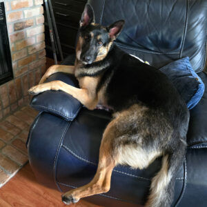 German shepherd mix relaxing on a dark blue leather chair, with front paws on the armrest in a living room setting.