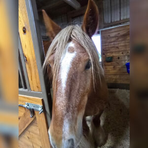 Chestnut horse with a long blond mane facing the camera in a stable, with wooden stall walls and a blue bucket in the background.