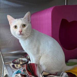 White cat with yellow eyes sits in a cage beside a pink plastic cat house, with metal bowls and blankets nearby.