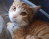 Close-up of an orange tabby cat with a white face and amber eyes, looking up curiously, wearing a collar with a tag on a soft surface.