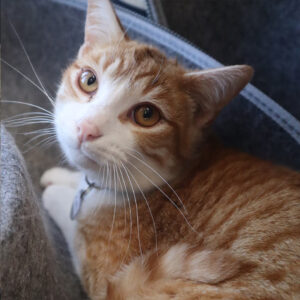 Close-up of an orange tabby cat with a white face and amber eyes, looking up curiously, wearing a collar with a tag on a soft surface.