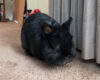 Black rabbit lounging on a tan carpet indoors beside a gray curtain in a home setting.