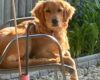 Golden retriever lounging on a metal chair outdoors, with a wooden fence and green plants in the background.